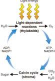 includes Chloroplast Light CO 2 NADP