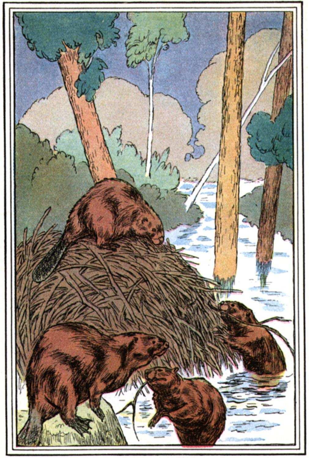 Write about beavers: The