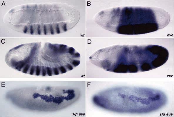 Cell fate and segmentation in Drosophila mesoderm 2919 Fig. 4. Expression of slp1 in wt and eve mutant embryos. (A-D) Stage 6 (A,B) and stage 7 embryos (C,D) hybridized with a slp1 probe.