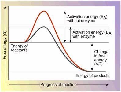 Enzymes Activation Energy: Amount of energy required to initiate a reaction Ex: Spark to light candle flame Ways to get over