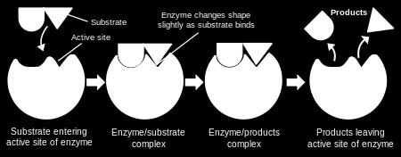 Enzyme Structure A Substrate (specific reactant) fits into the enzyme s active site (bonding site on protein) and forms an enzyme-substrate complex.