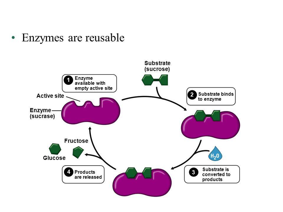 Enzymes Continued What do you notice about the picture on the right?