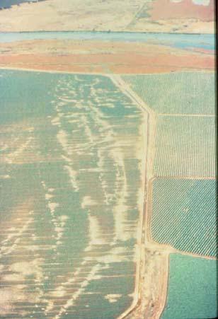 Liquefaction - Field of Sand Boils Instructional Material Complementing FEMA 451, Design Examples Geotechnical 15-4 - 54 Liquefaction in cabbage field following the 1989 Loma Prieta earthquake.