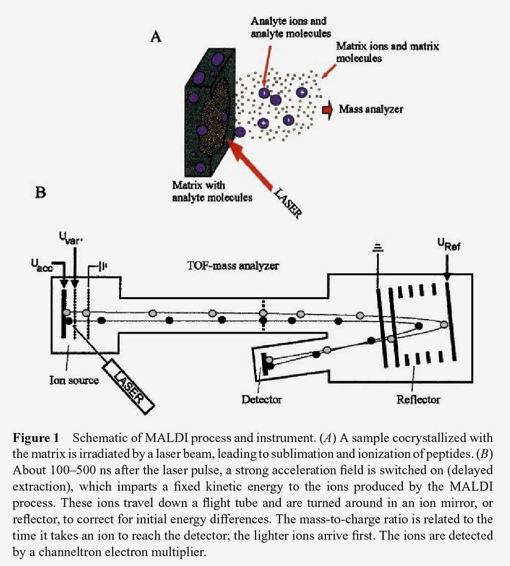Matrix-Assisted Laser Desorption Ionization (MALDI) Mass