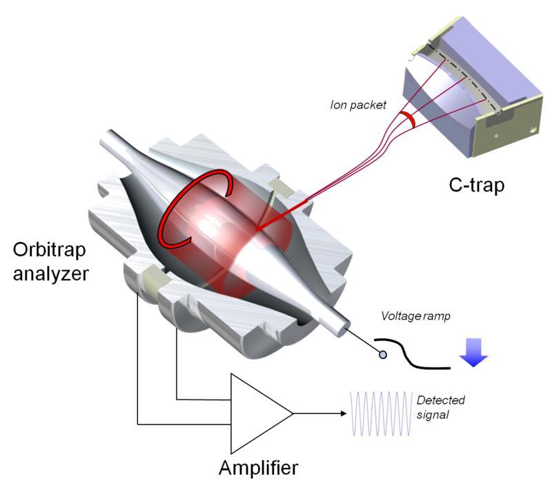 24 Orbitrap analyzers/detectors - ion trap with no magnetic or RF-fields trapping around cylindrical central electrode (@ 5kV) -