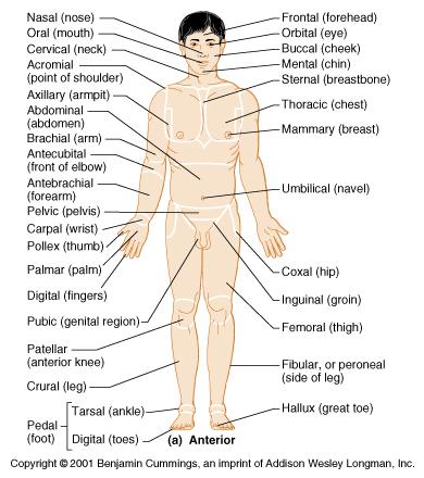 Anatomical Position- -Body is erect, feet slightly apart, palms facing, thumbs point from the body.