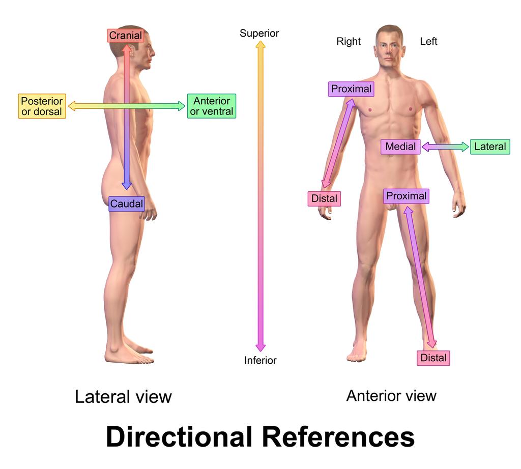 - Anterior and Posterior- toward the front and back of the body.