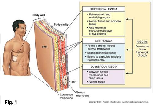 structure. Directional Terms: -Proximal and Distal- closer to and further from the of the body.
