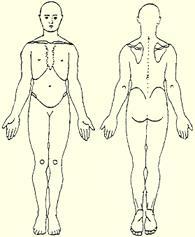Anatomical Position Hands at side,