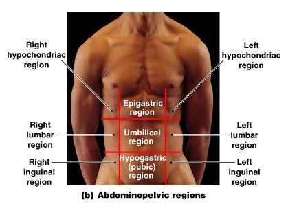 Anatomical Regions Clinicians use 4 quadrants Useful reference for description of pain or