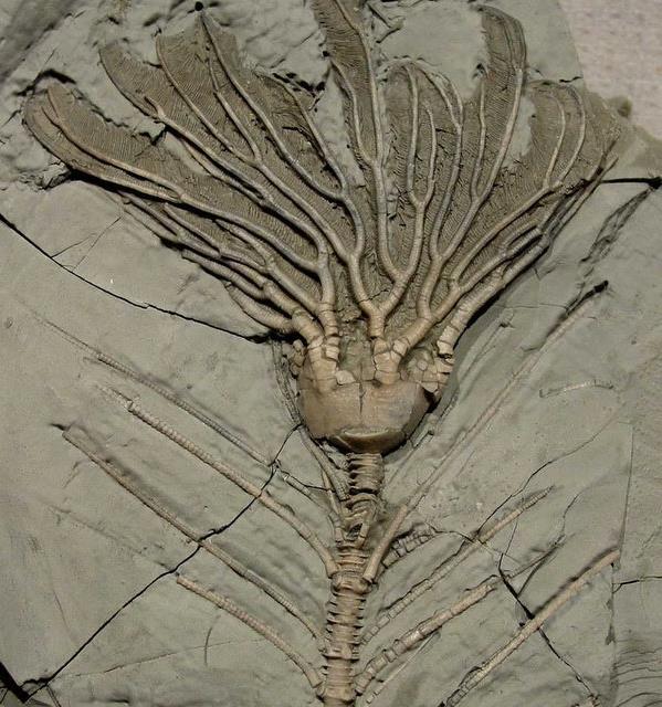rock are fossils, which are preserved