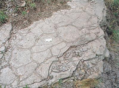 Mud cracks A polygonal