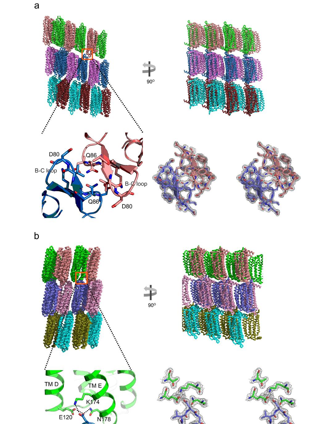 Supplementary Figure 1 Crystal packing of ClR and electron density maps.