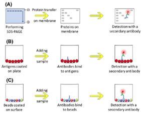 Autoimmune profiling with protein microarrays in