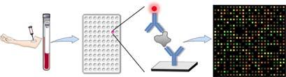Protein Microarrays Useful for study of studying protein expression, interaction, function and post-translational modifications.