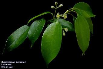aromatic trees or shrubs 3 merous