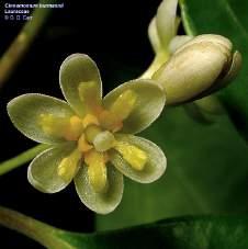 nutmeg from seed Lauraceae