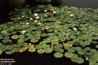 water lilies *Nymphaeaceae water lilies floating or submersed leaves air cavities in tissue 8