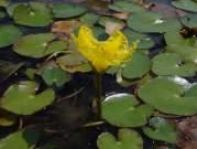 variegatum - yellow waterlily = basal angiosperm Nymphoides peltata - water gentian = asterid