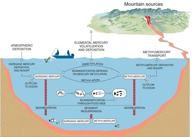 Mercury pathways in aquatic systems