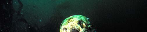 Sea otters control urchin
