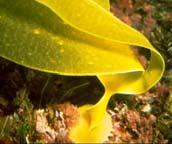 Kelp (Brown Algae) Brown Algae (Phaeophyta) 1 species, almost all marine Includes Sargassum, Padina, kelps Most common in cold, temperate seas Two