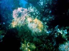 a delicate balance - subcanopy - turf Kelp Forest