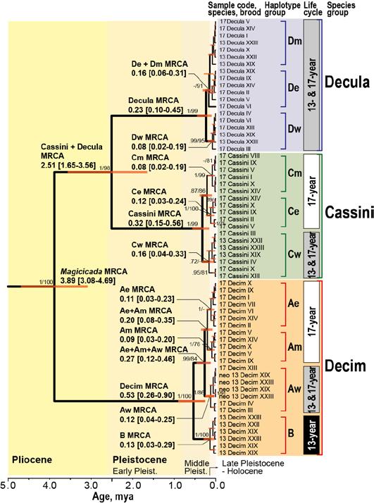 1 6 7 4 2 8 5 3 Eight instances of 13-17- year splits (species formation) Three independent origins of 13-yr in the Decula species group.