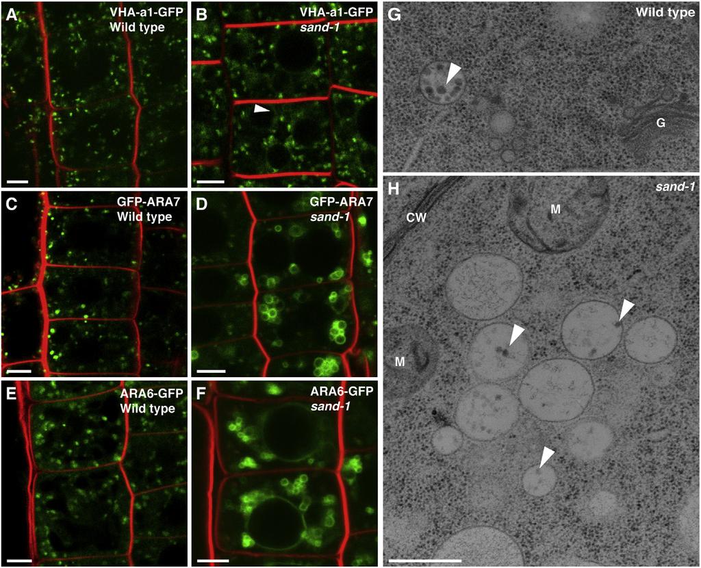 Rab Conversion-Dependent MVB-Vacuole Fusion 1385 Figure 2. SAND Protein Acts at MVBs (A and B) Localization of TGN-resident VHA-a1- GFP in wild-type and sand-1.