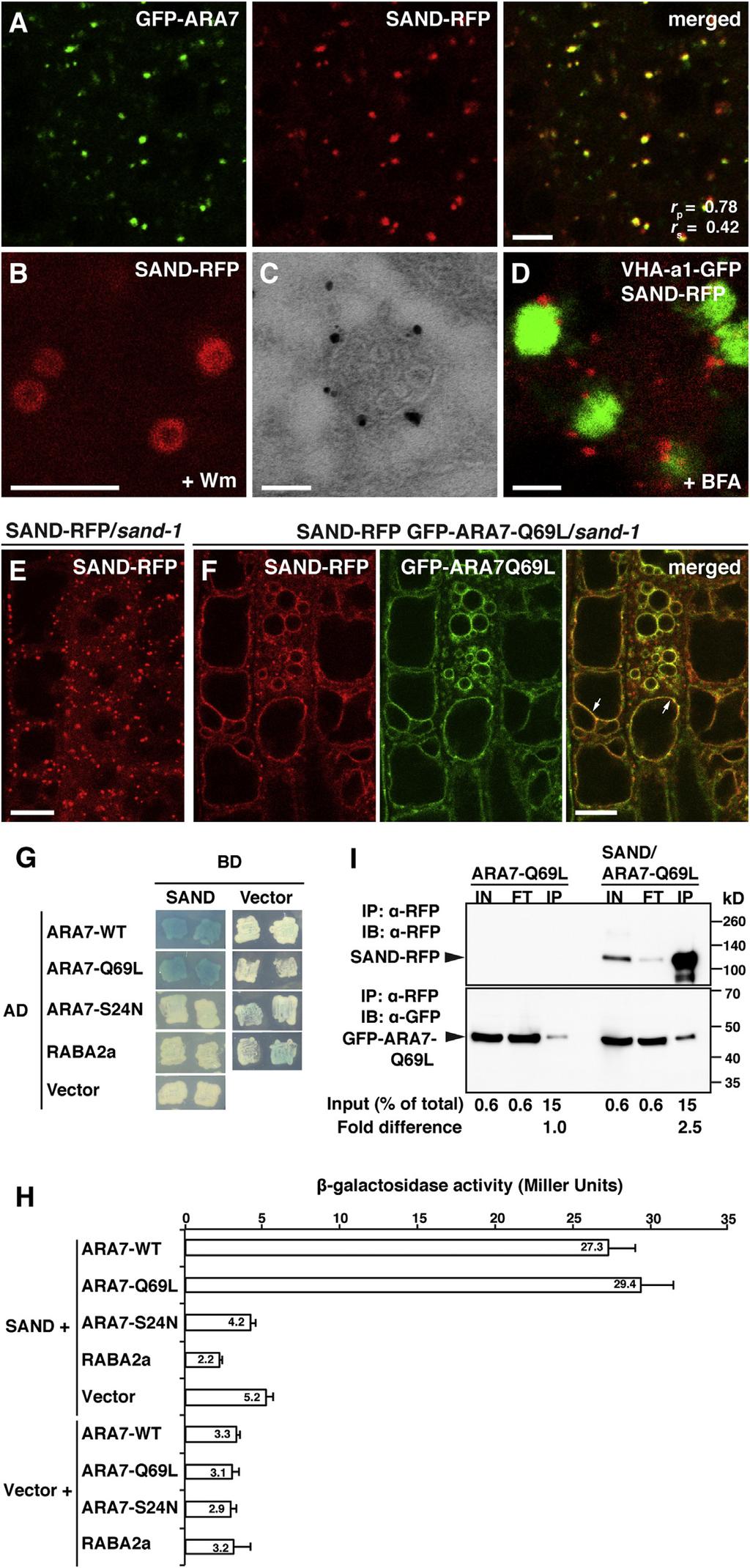 Current Biology Vol 24 No 12 1386 Figure 3. SAND Protein Localization and Interaction with Rab5-like ARA7 (A) Colocalization of SAND-RFP with GFP-ARA7.