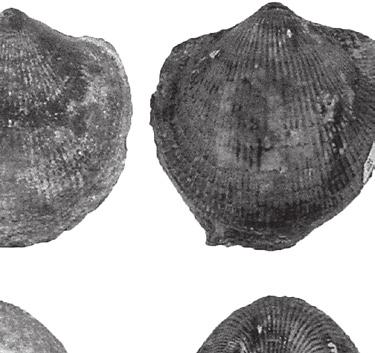 3 cm FIGURE 4 Holotype and paratypes of