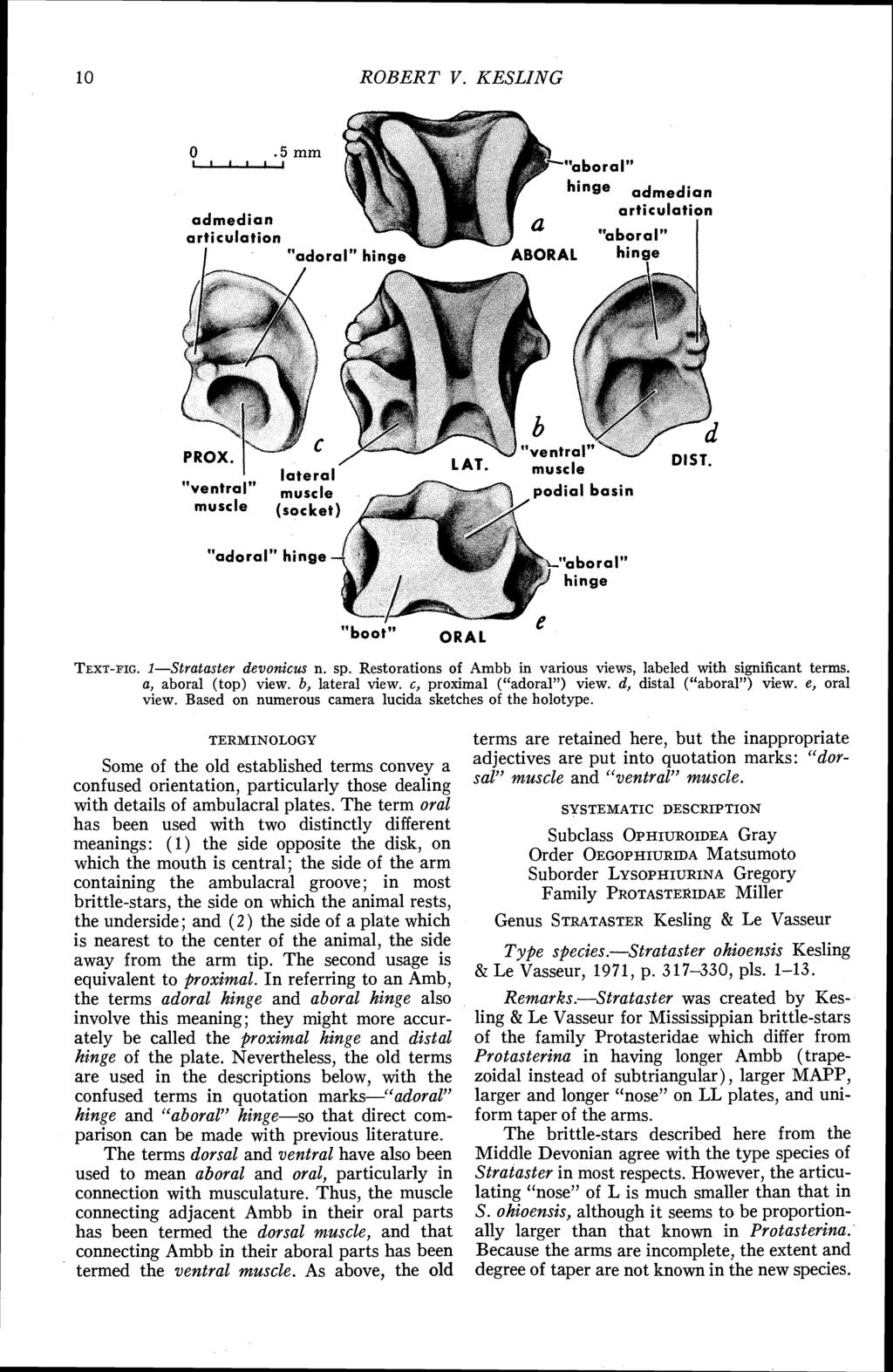 ROBERT V. KESLING admedian articulation I "ado hinge admedian articulation TEXT-FIG. I-Strataster devonicus n. sp. Restorations of Ambb in various views, labeled with significant terms.