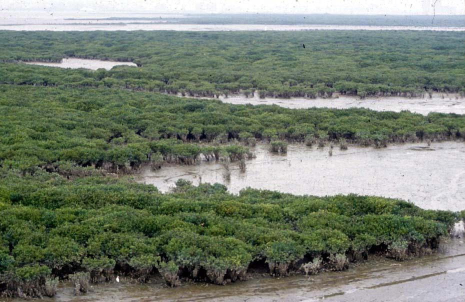 Roost site enhancement 2003 2004 Mangrove management Accret ion rate about 3 c m/year, Mangr oves extending out int o Deep B ay at s om e 5-20 m/y ear, Questions - Sour ce of s edim ents?
