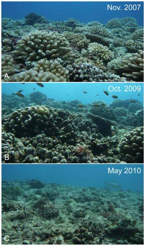 reef community. As a result, relatively little is known about the origins, development, or processes that influence the outcome of this disturbance [3,7,12,16 26].