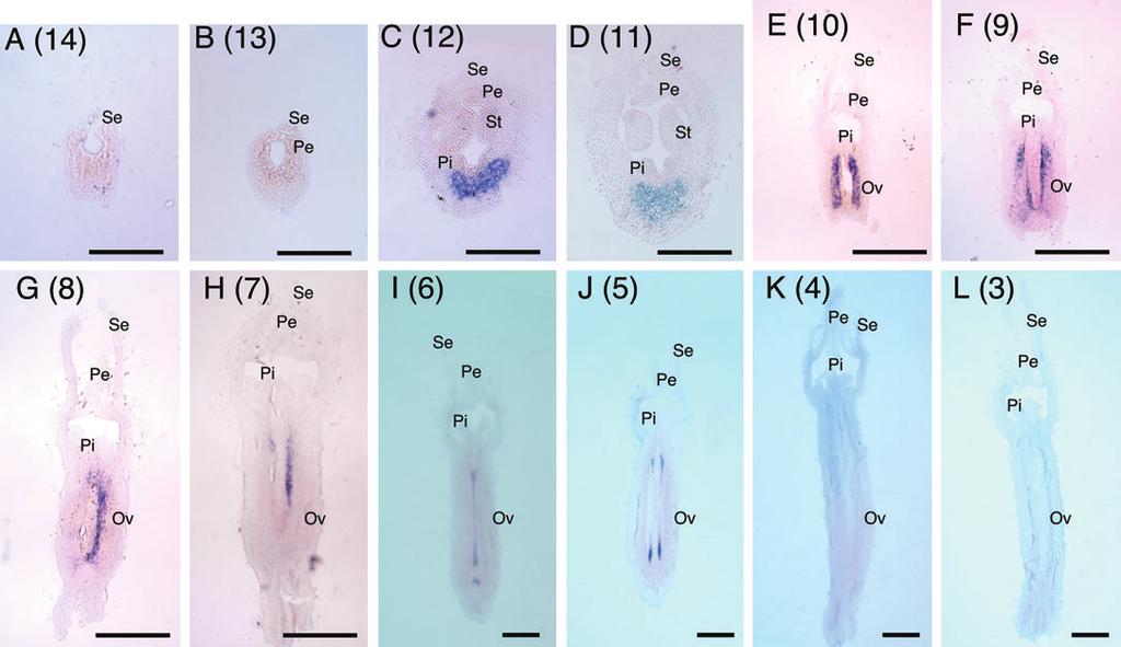 2902 Saito et al. Fig. 5. In situ hybridization analysis of CS-ACS2 mrna accumulation in flower buds from successive nodes on the main stem of gynoecious (RS-G) cucumber plants (Experiment I).