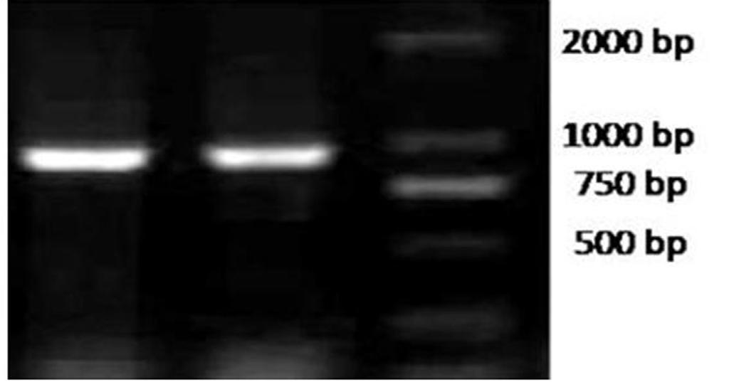 X.L. Zhang and L.G. Zhang 4340 RESULTS Homologous cloning of CtYABBY1 gene in TC1 Using cdna of the sterile flower bud of TC1 as template, a 937-bp fragment was amplified by RT-PCR (Figure 2).