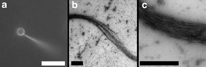 Figure S3: Fluorescent and electron microscopy images of actin bundles. (a) A typical image of a single bundle protruding from a mdia1 coated latex bead (d=2µm), the scale bar is 10µm.