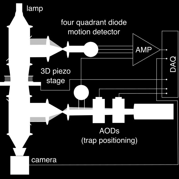 Figure S4: Schematic of the multiple optical tweezer setup.
