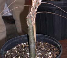 grafting and budding Scion Root stock