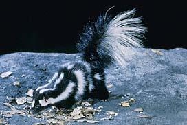 For example, some populations of western and eastern spotted skunks overlap in the center of the United States. 1.