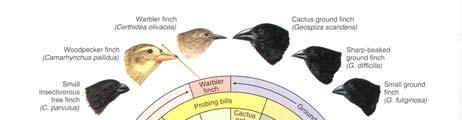 Galapagos Finch - Adaptive Radiation New species can also arise within the same geographic area as the parent species Such sympatric