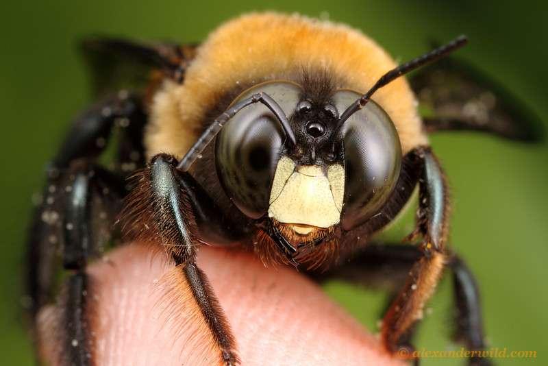 Carpenter bee -