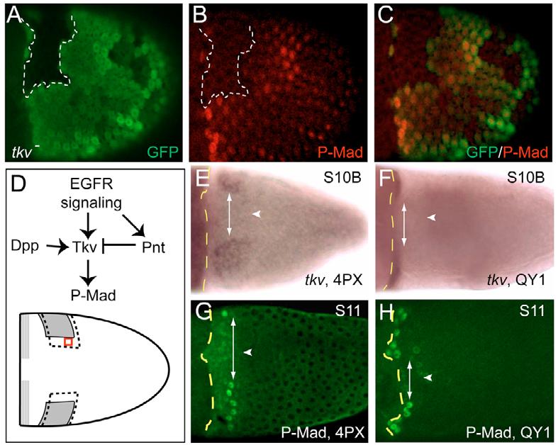 346 RESEARCH ARTICLE Development 135 (2) Fig. 3. The spatial pattern of tkv regulates the spatial pattern of Dpp signaling and is sensitive to EGFR signaling levels.