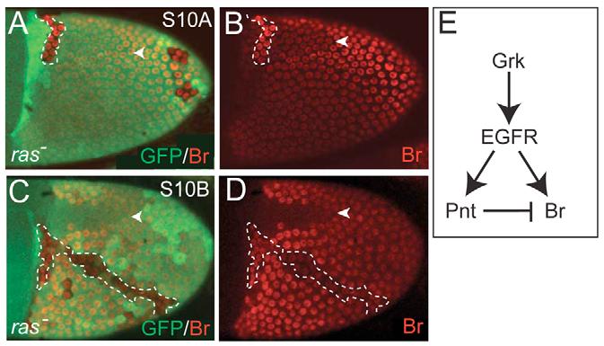 We predicted that the pulse-like dynamics of br expression in the roof cells should become sustained in the absence of Dpp signaling (light gray).