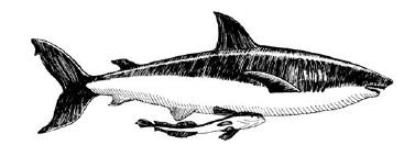 1. The diagram below represents a remora fish attached to a shark. A remora fish has an adhesive disk or sucker on its head, which it uses to attach itself to larger fishes, such as sharks.