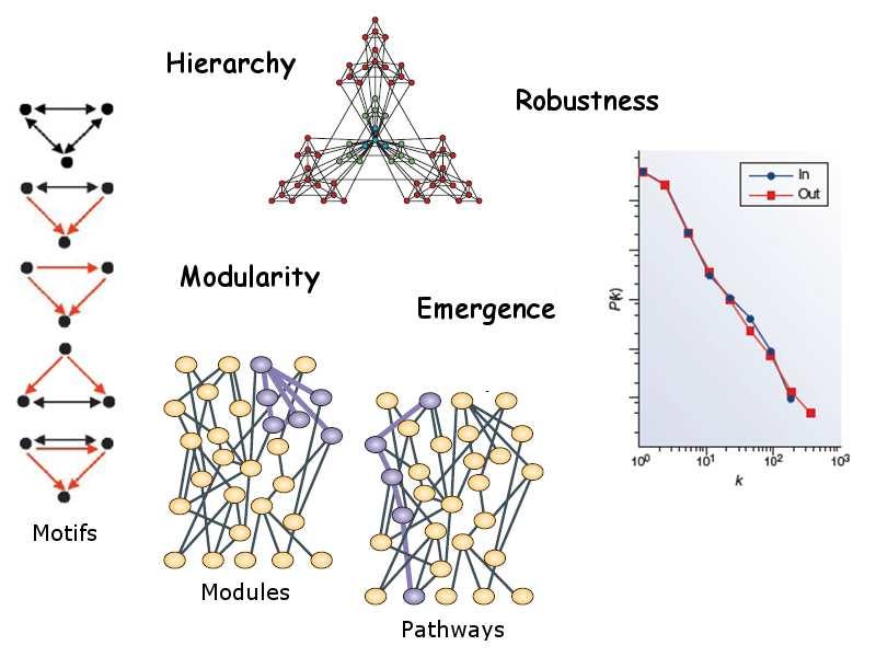 Function & Topology in Molecular Networks