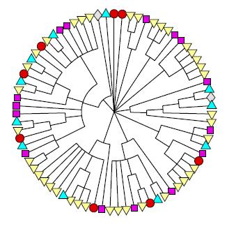 Consensus Dendrograms Sample many trees instead of one.