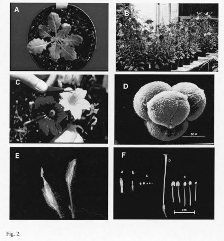 Table 1. Chasmogamous breeding lines of Salpiglossis sinuata available for use in genetic studies (Erickson et al., 1982).