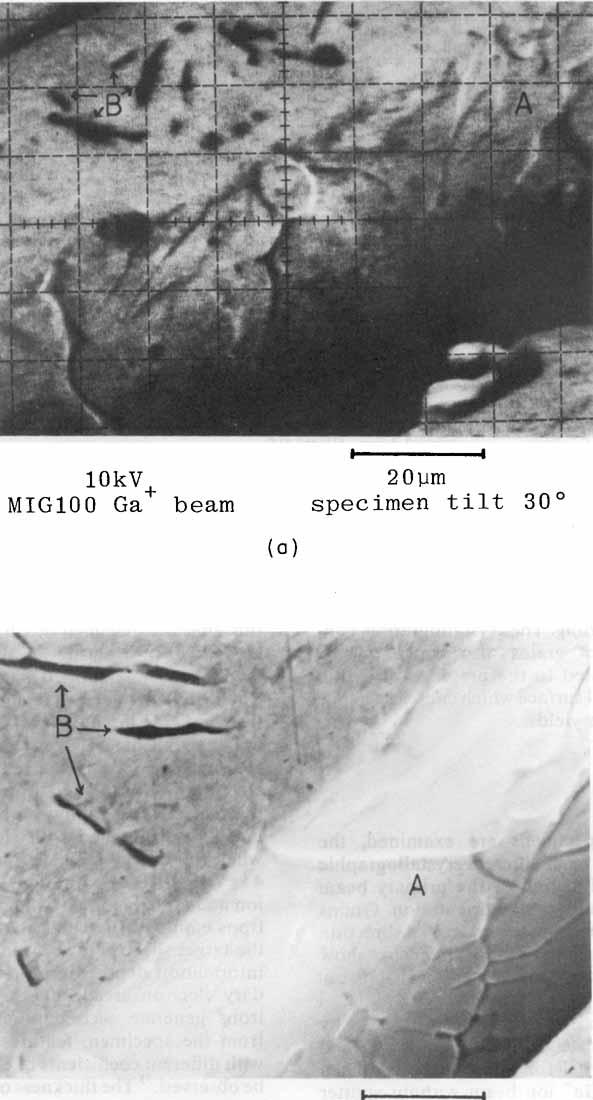 106 S. Y. LAI, D. BRIGGS, A. BROWN AND J. C. VICKERMAN - 20pm 30kV Cambridge S150 specimen tilt 10 Figure 15. Secondary electron images of a polished Sn-Cu alloy deeply etched with HCI.