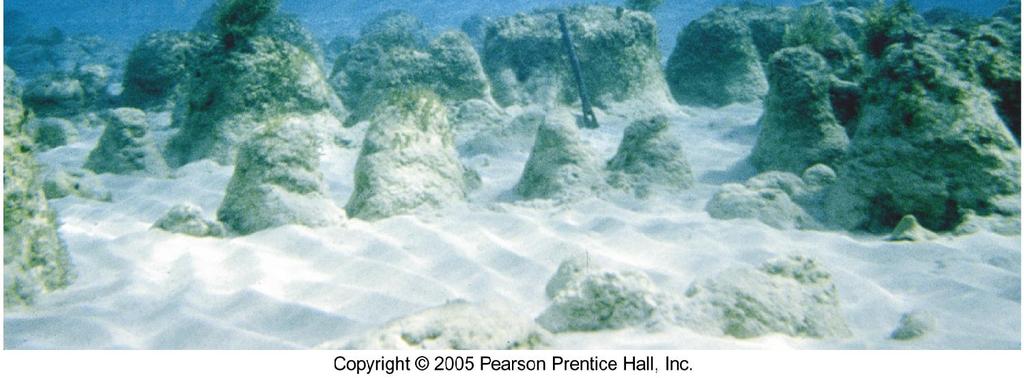 Organic carbonate and silica materials of marine life skeletons from reefs and sea bottom habitats Carbonate, silica and phosphate seawater